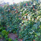 Scarlet Runner Bean